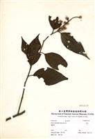 藏品(赤皮)的圖片